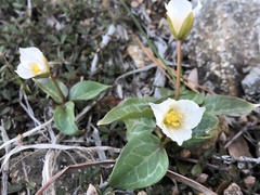 Pseudotrillium rivale
