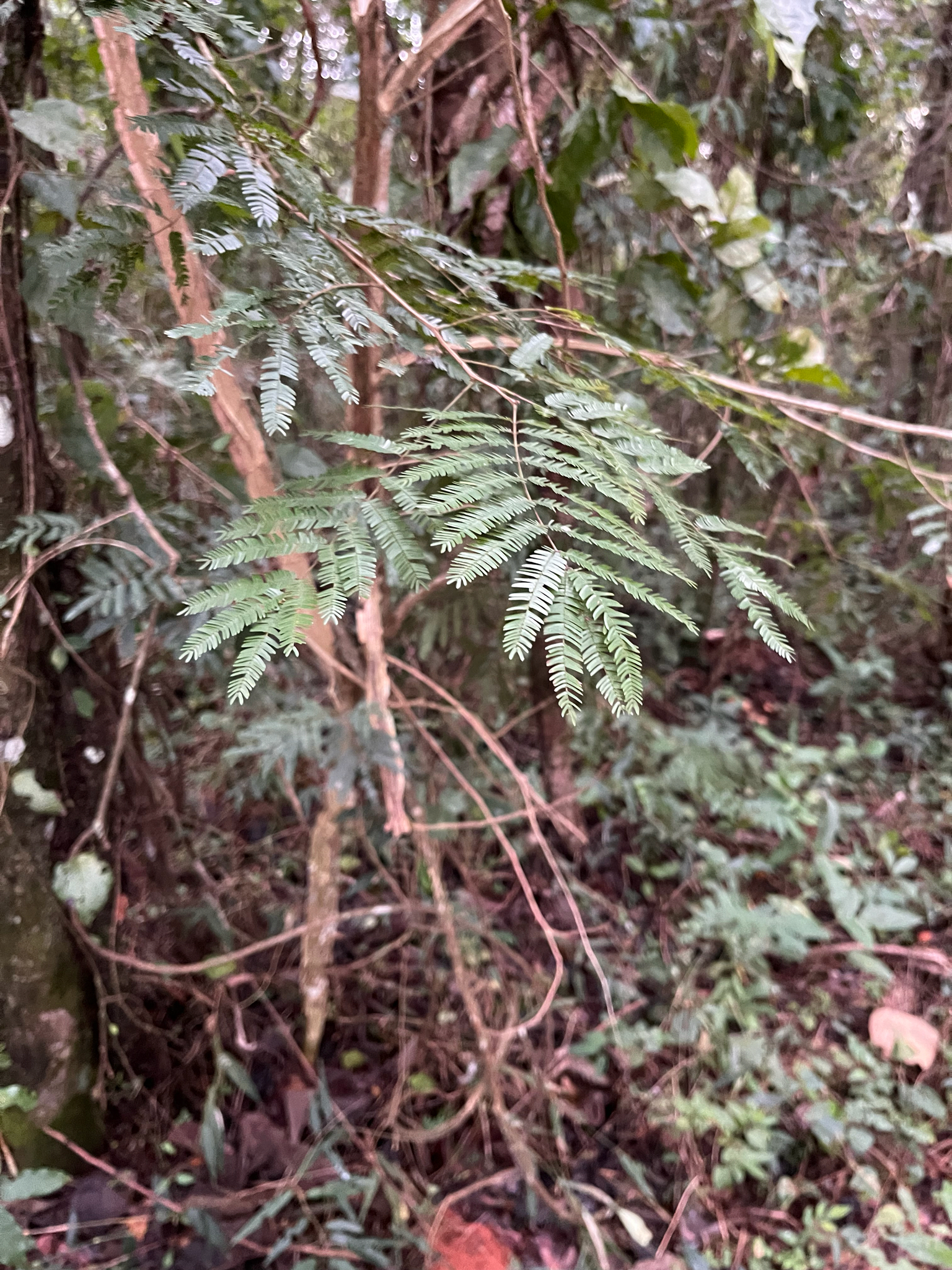 Piptadenia gonoacantha