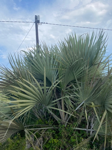 Ilala palm