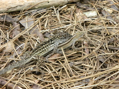 Anolis sagrei