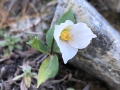 Pseudotrillium rivale