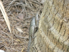 Anolis sagrei