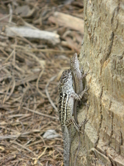 Anolis sagrei