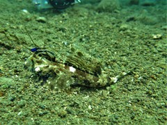 Dactylopus dactylopus