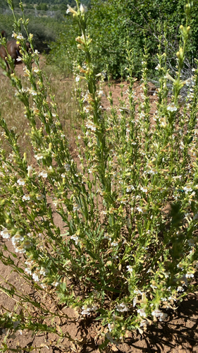 Hot Rock Penstemon