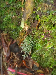 Trichomanes strictum