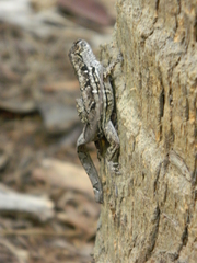Anolis sagrei