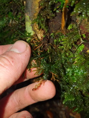 Trichomanes strictum