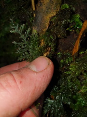 Trichomanes strictum