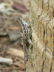 Anolis sagrei
