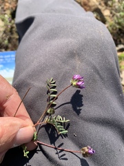 Astragalus didymocarpus
