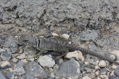 Crotaphytus collaris baileyi