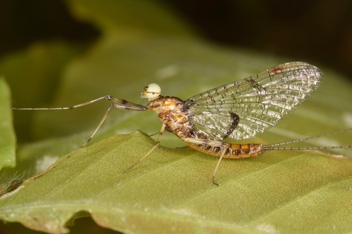 Maccaffertium pudicum