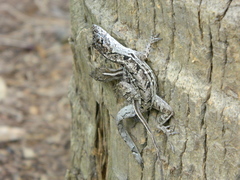 Anolis sagrei