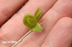 Symplocos paniculata