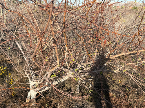 Bursera laxiflora S.Watson 2