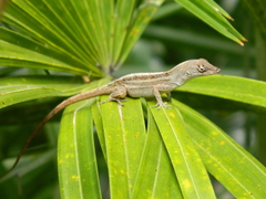 Anolis sagrei