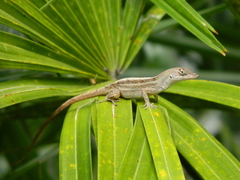 Anolis sagrei