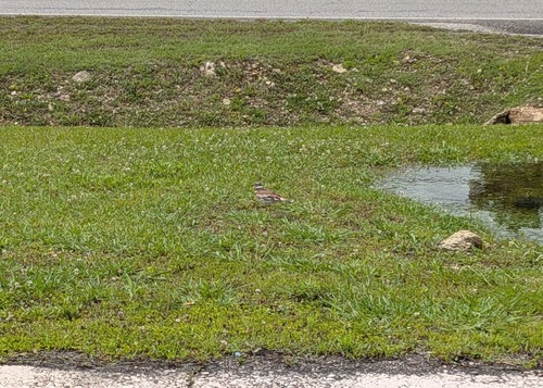 Killdeer photographed in Alabama