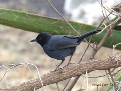 Slate-Colored Boubou photo 3