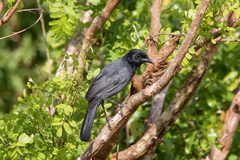 Slate-Colored Boubou photo 4