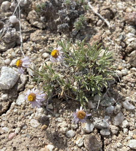 Erigeron nanus