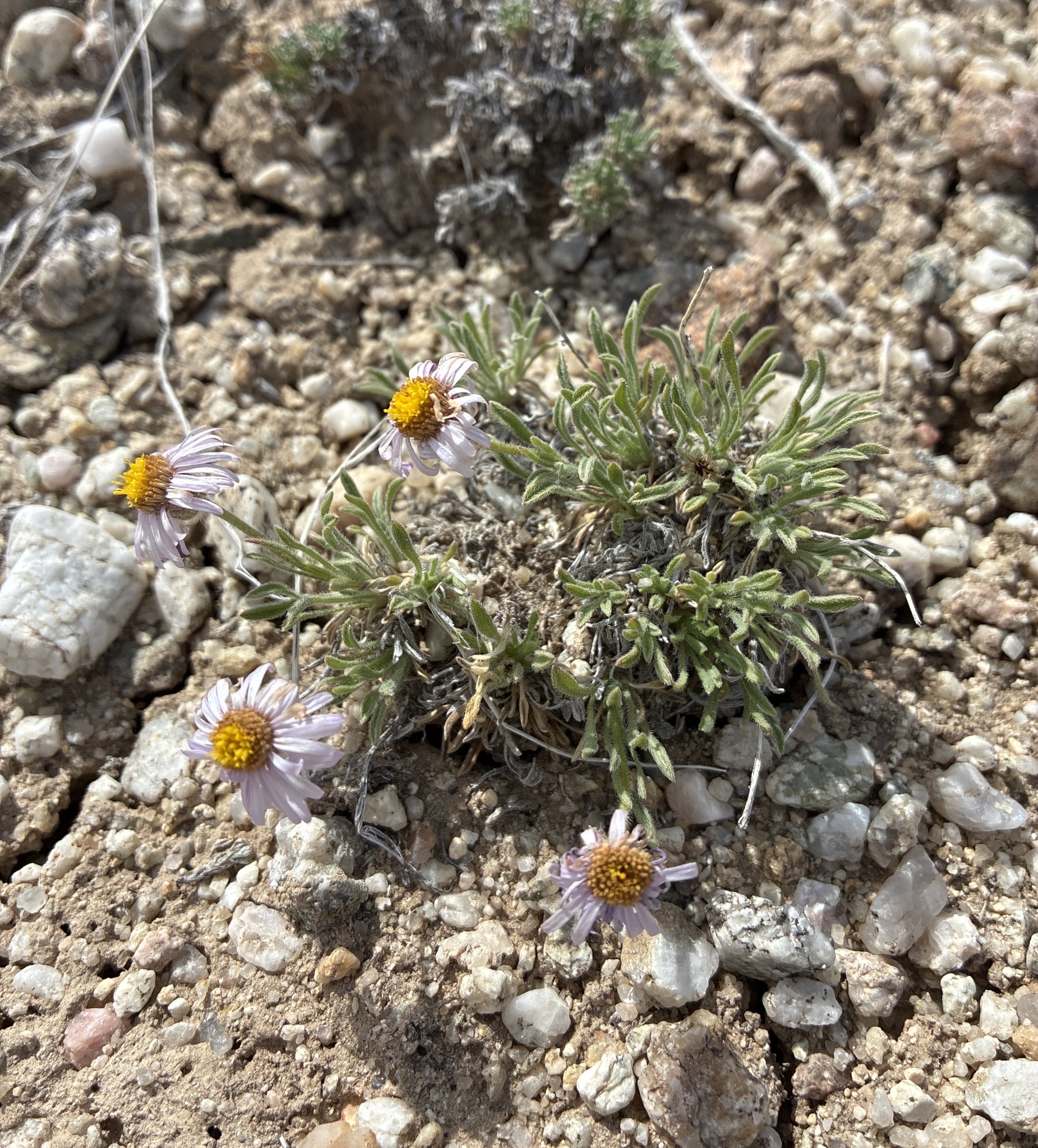 Erigeron nanus