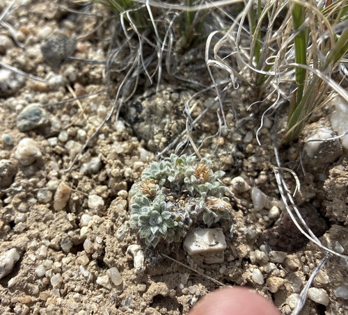 Townsendia spathulata