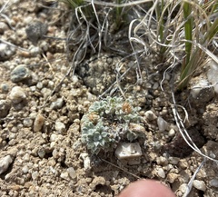 Townsendia spathulata