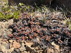 Eriogonum ternatum