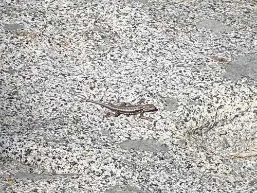 iNaturalist observation photo of Common Sagebrush Lizard