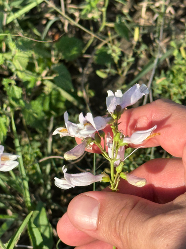 Penstemon laxiflorus