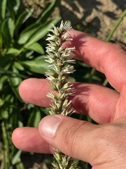 Schoenocaulon ghiesbreghtii, photograph (c) Chet Burrier, some rights reserved (CC BY)