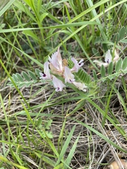 Astragalus plattensis