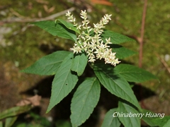 Artemisia anomala