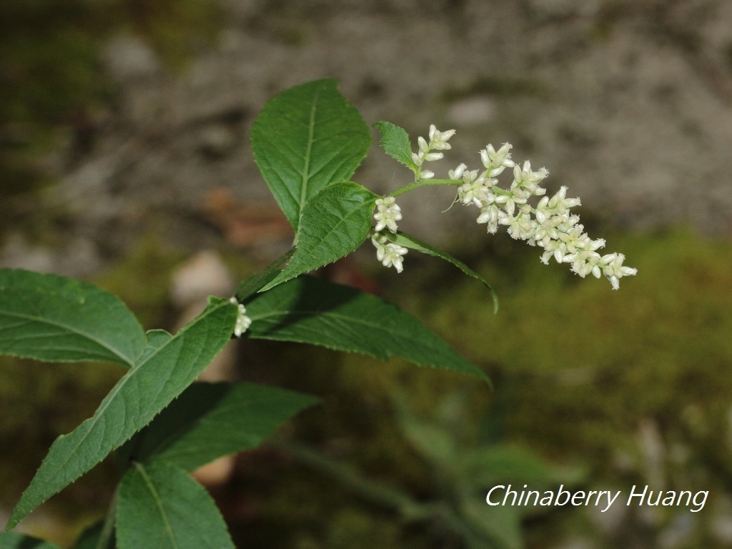 Artemisia anomala (Artemisia anomala)