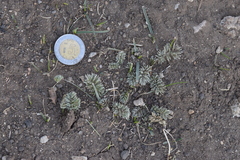 Potentilla candicans