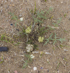 Cymopterus glomeratus