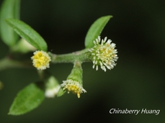 Rhynchospermum verticillatum
