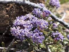 Ceanothus pumilus