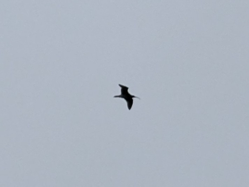Eurasian Curlew