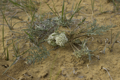 Cymopterus glomeratus