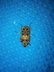 Ryssonotus nebulosus