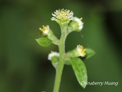 Rhynchospermum verticillatum