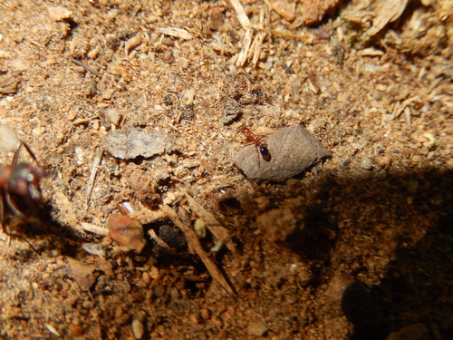 Shining Guest Ant