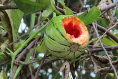 Cionosicys macranthus