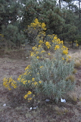 Senecio cinerarioides
