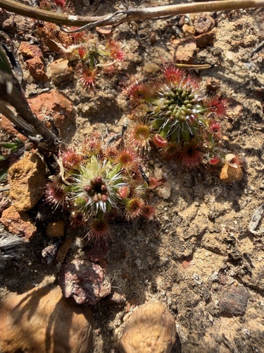 Drosera spilos N.G.Marchant & Lowrie