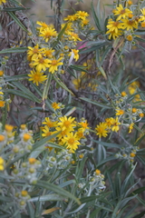 Senecio cinerarioides