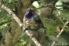 Cinnyris coccinigastrus